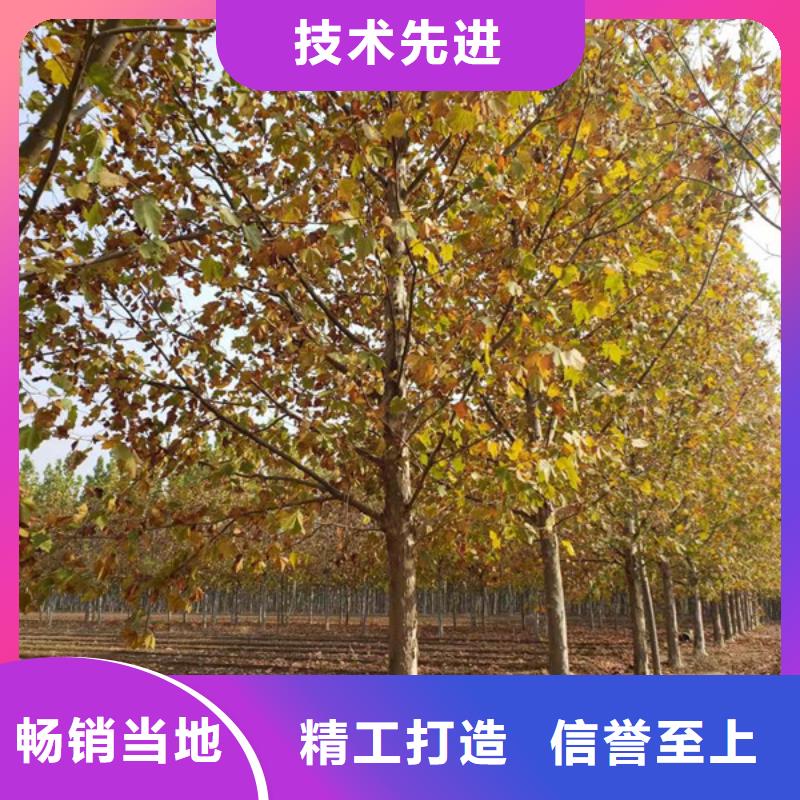 法桐金叶白蜡以质量求生存