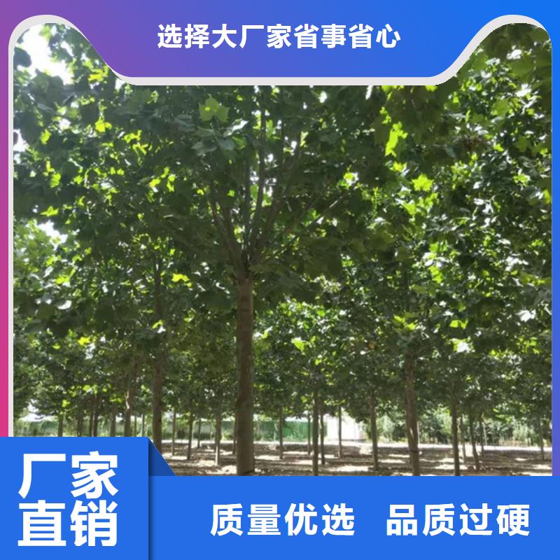 法桐 金叶白蜡加工定制