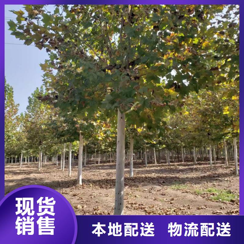  法桐以质量求生存