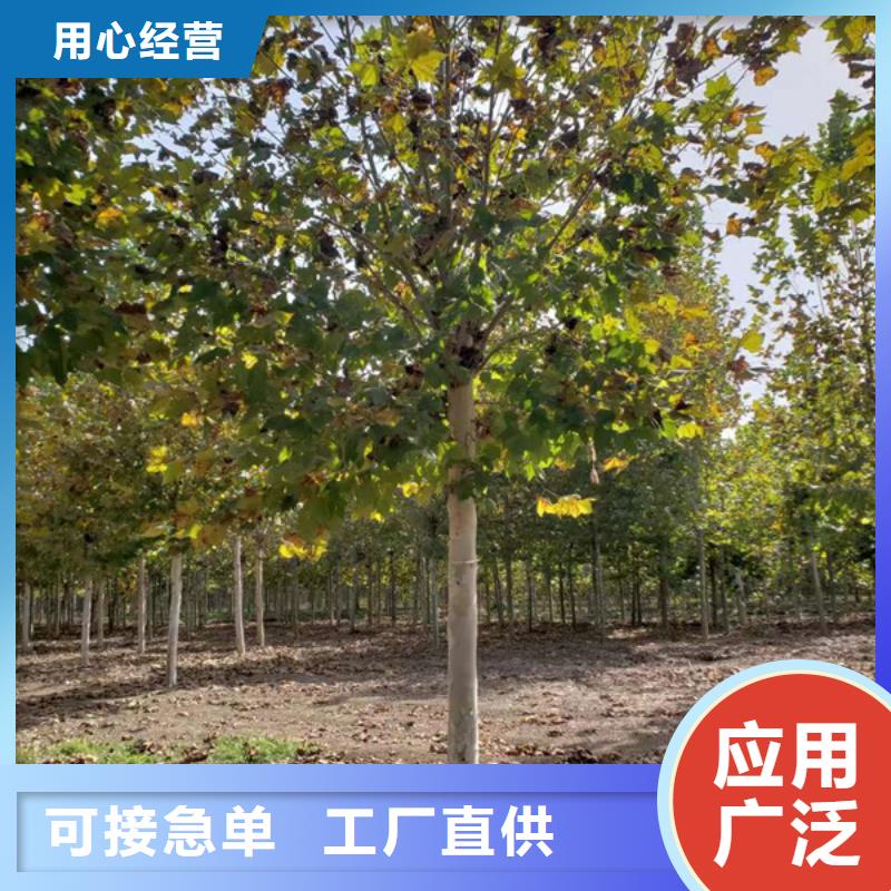 10公分法桐价格种植基地法桐