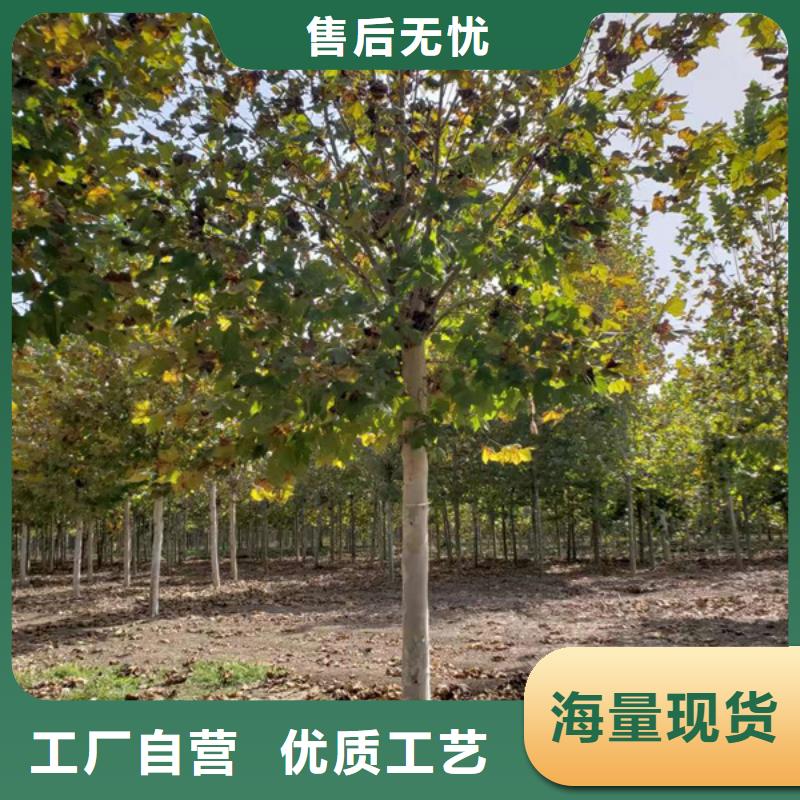 黄金槐视频-黄金槐(翌昊)覆盖地域四川省巴中市巴州|平昌|广元|眉山|德阳|甘孜|南充|绵阳