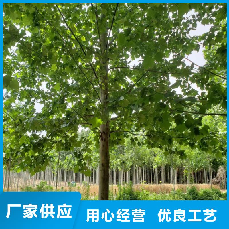 法桐-美国红枫实力厂家直销