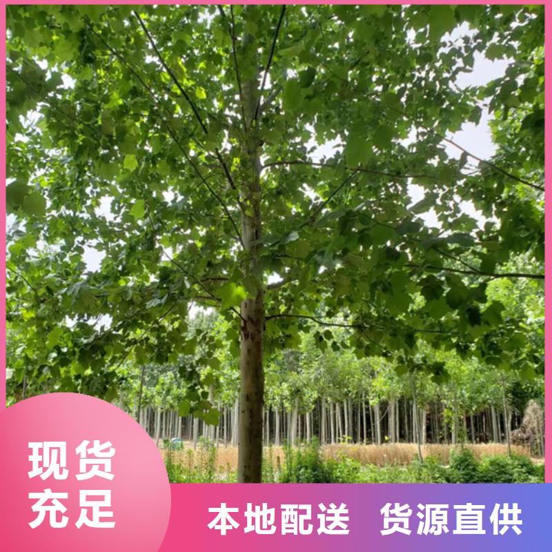 法桐,樱花当地厂家值得信赖