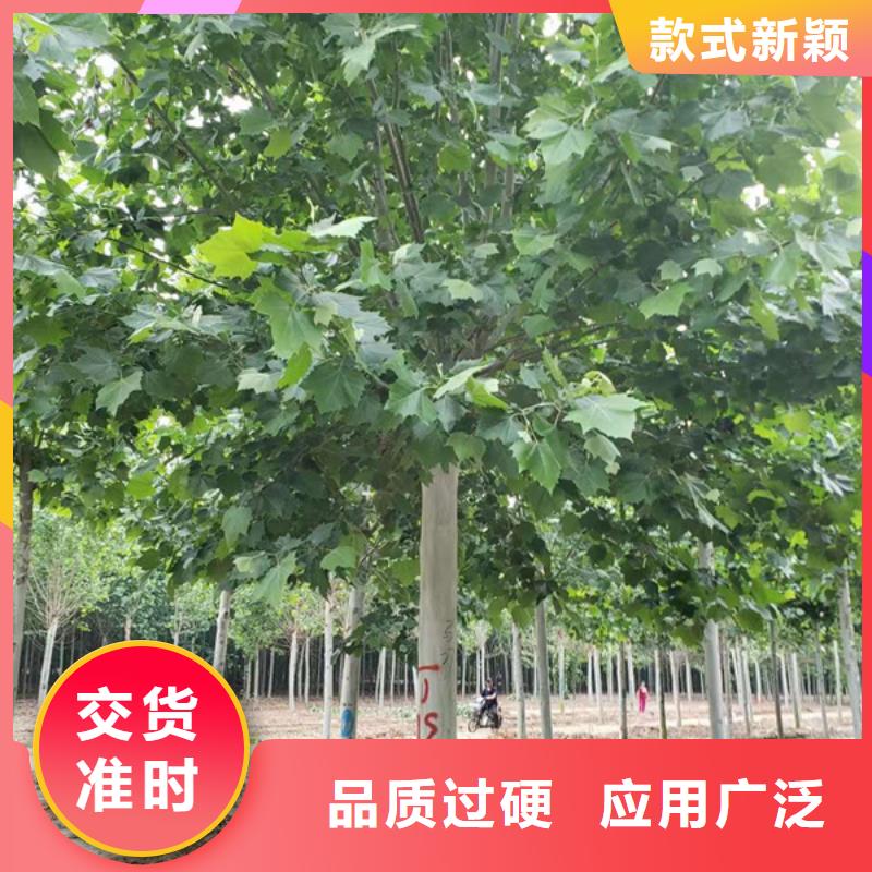  法桐现货齐全售后无忧