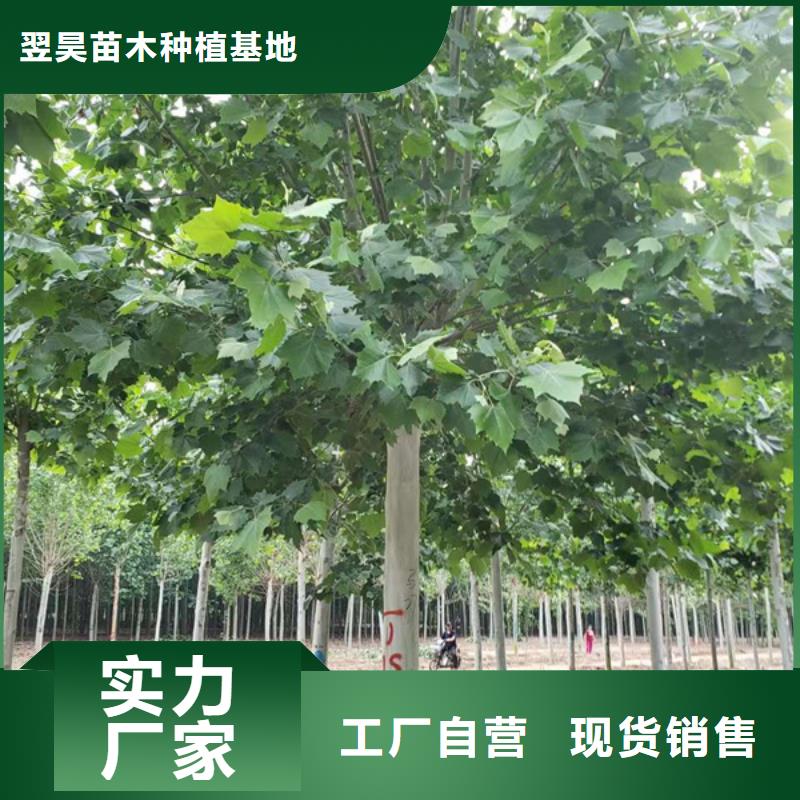 价格低的法桐造型法桐速生法桐法桐小苗供货商