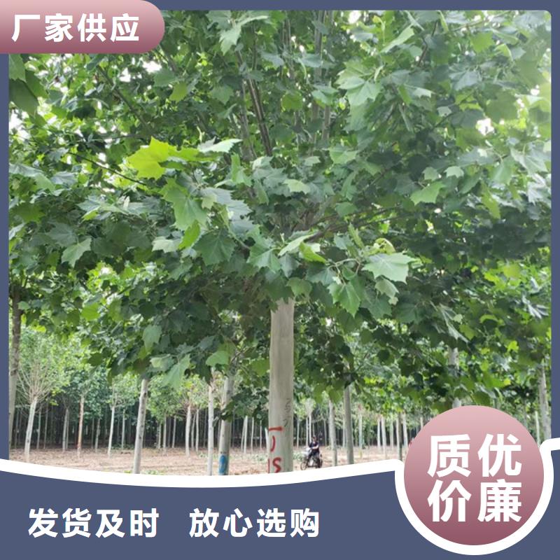 法桐价格放心选择法桐