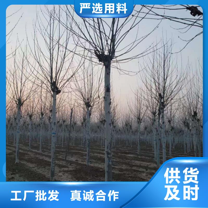 法桐 黄金槐匠心打造