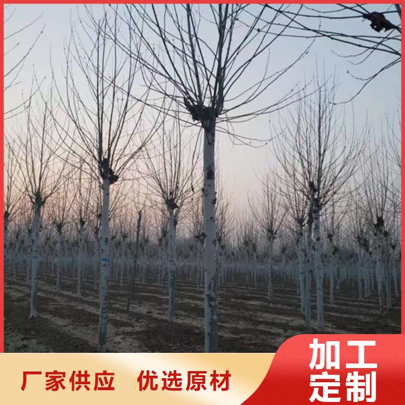 法桐-原生冠法桐放心购