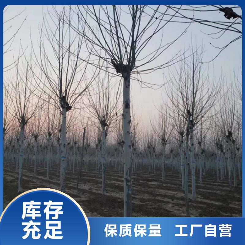 法桐-美国红枫实力厂家直销