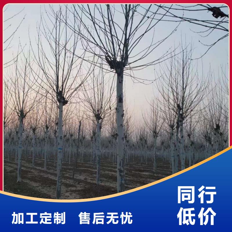 法桐五角枫产品优良