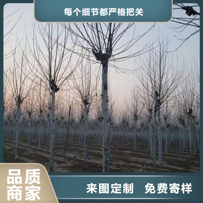 【法桐厂家直接面向客户】
