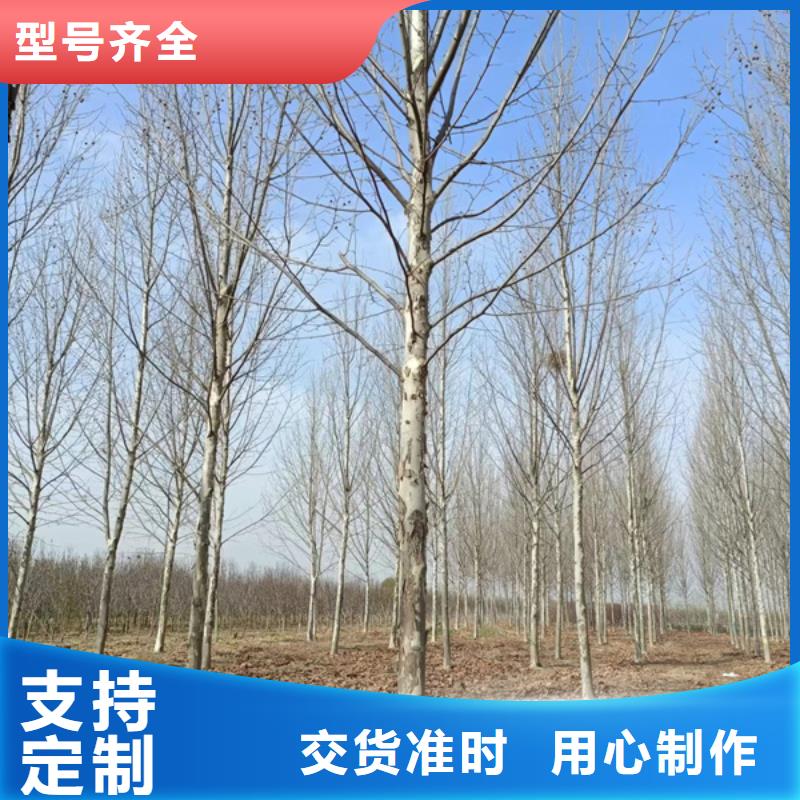 造型法桐放心选择法桐