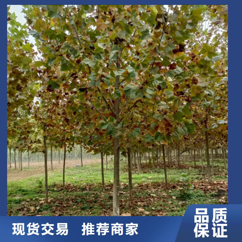 法桐五角枫产品优良
