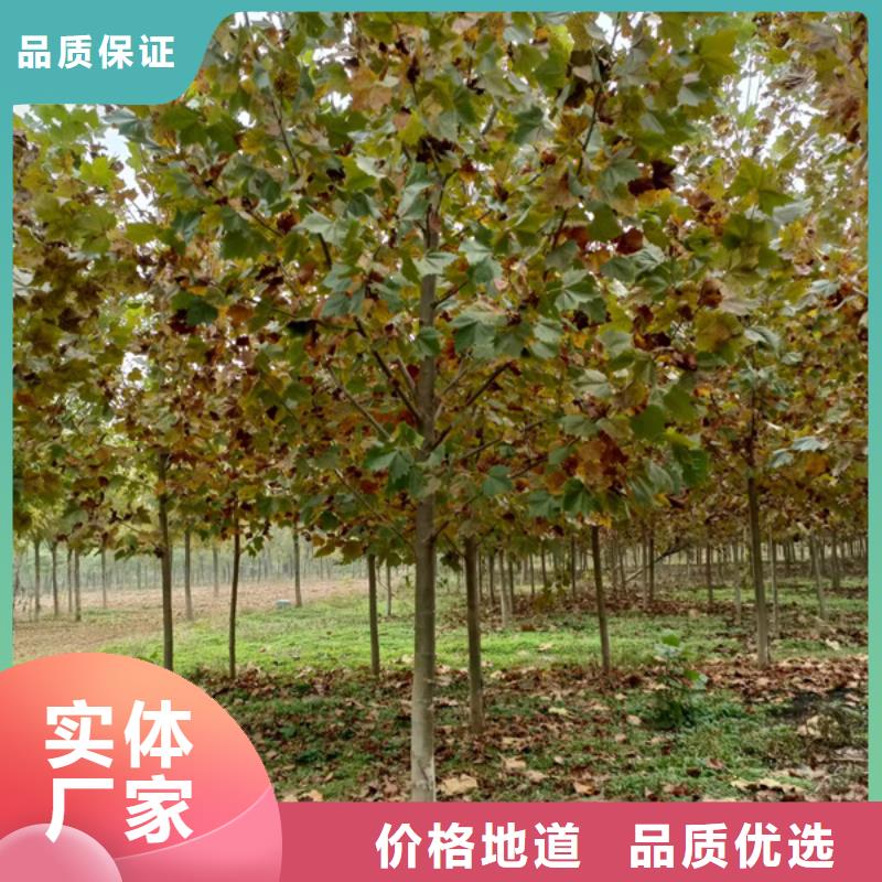 法桐五角枫真材实料