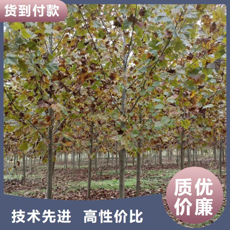 法桐美国红枫详细参数