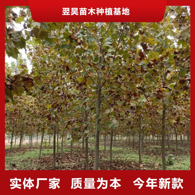 法桐,樱花当地厂家值得信赖