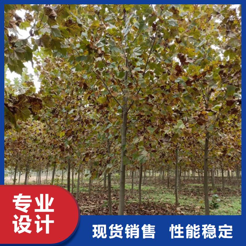 黄金槐视频-广西省河池市|天峨|南丹|贺州|梧州|北海|崇左|贵港|柳州黄金槐-翌昊