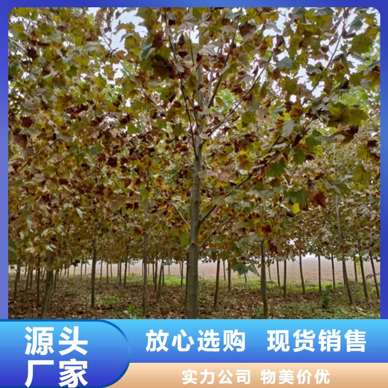 法桐五角枫全新升级品质保障