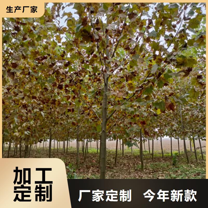 法桐 金叶白蜡加工定制