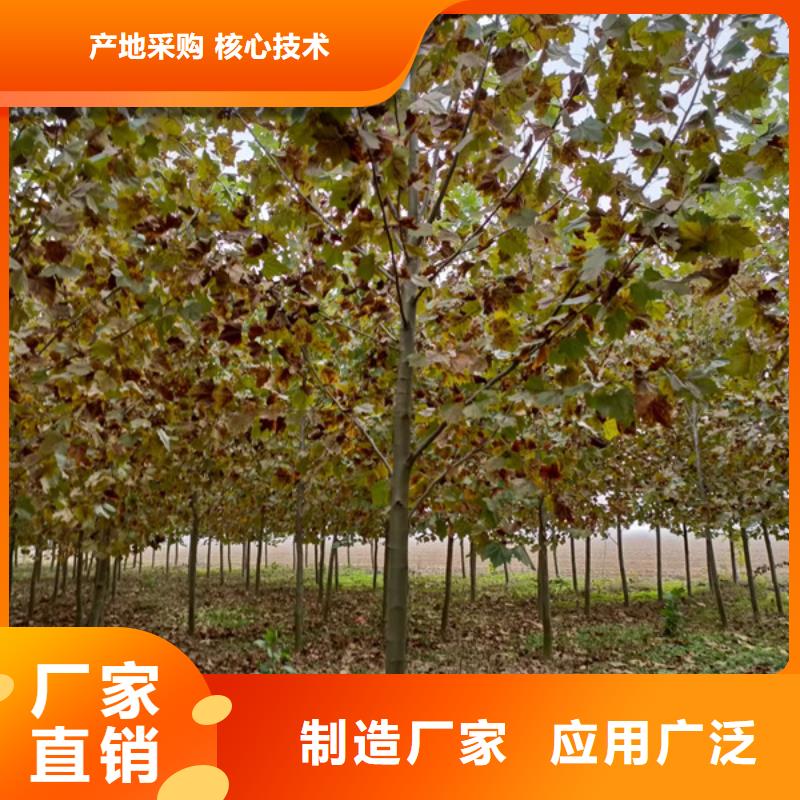黄金槐视频-广西省河池市|天峨|南丹|贺州|梧州|北海|崇左|贵港|柳州黄金槐-翌昊