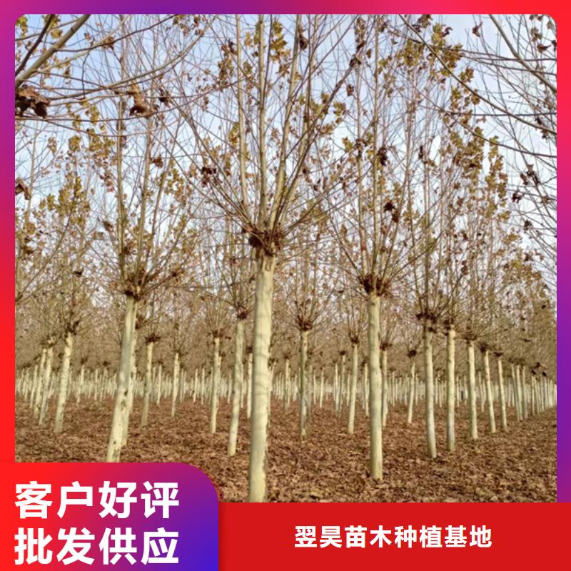 法桐白蜡省心又省钱