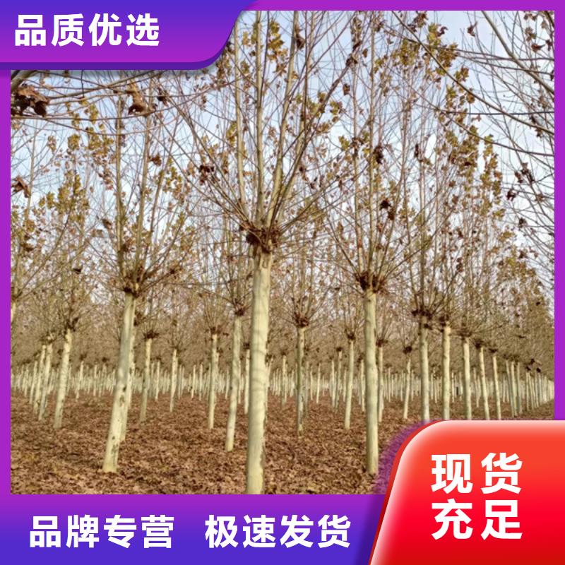 18公分法桐价格欢迎电询法桐
