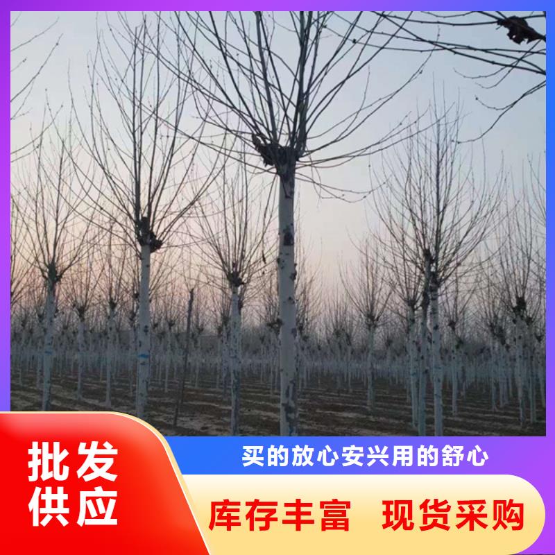 法桐金叶槐品类齐全