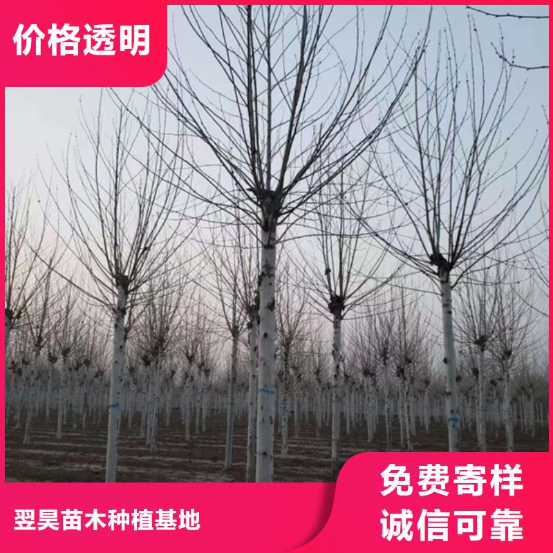 法桐金叶白蜡以质量求生存
