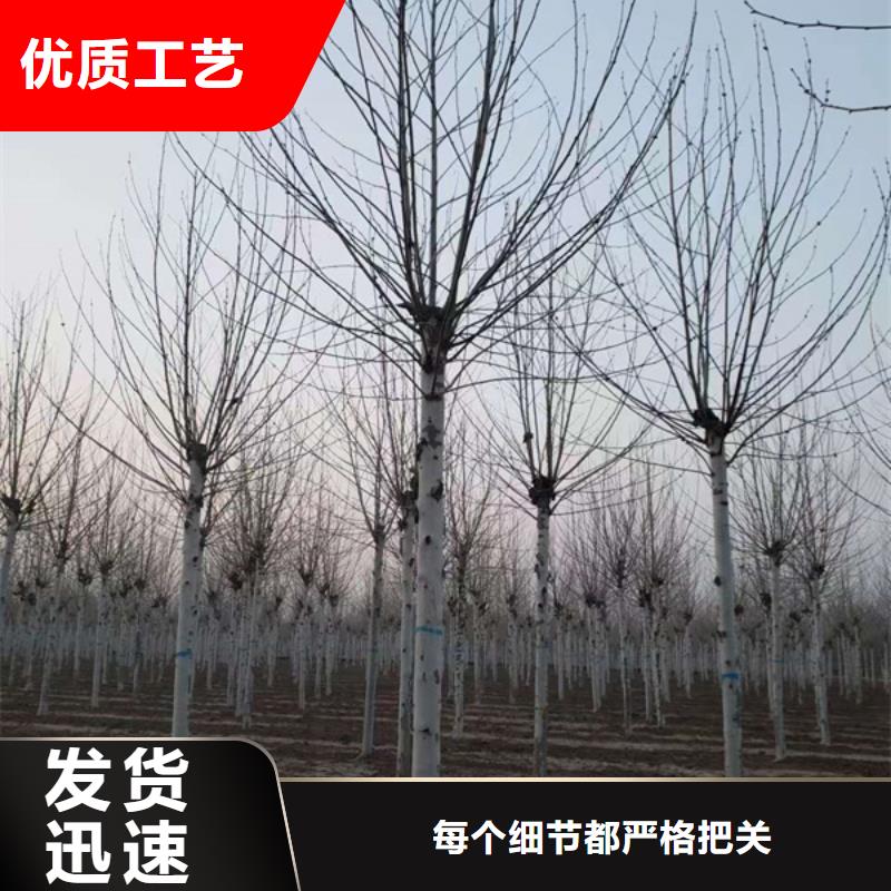 法桐 黄金槐超产品在细节