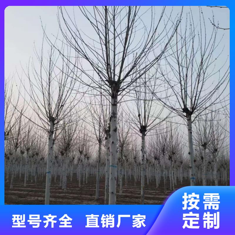 22公分法桐价格欢迎电询法桐
