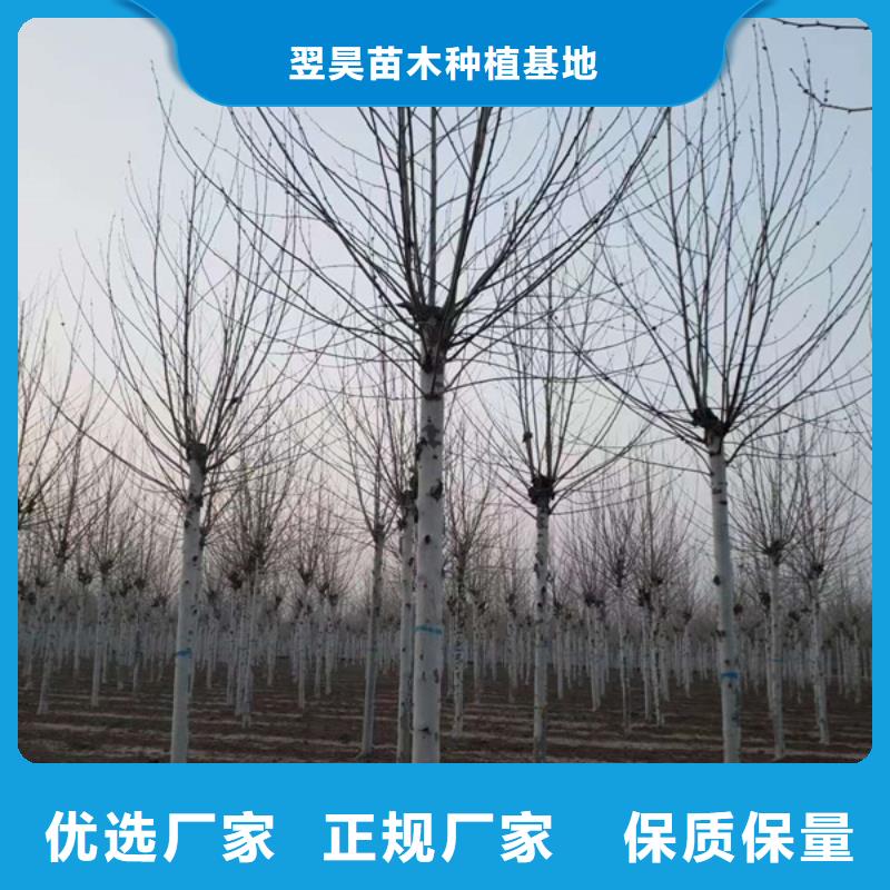 法桐,西府海棠细节之处更加用心