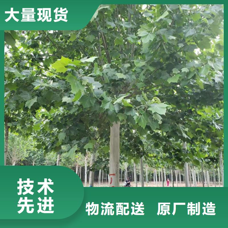 法桐金叶复叶槭您想要的我们都有