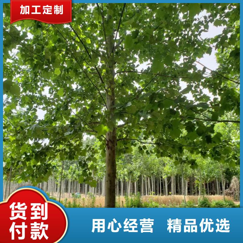  法桐以质量求生存