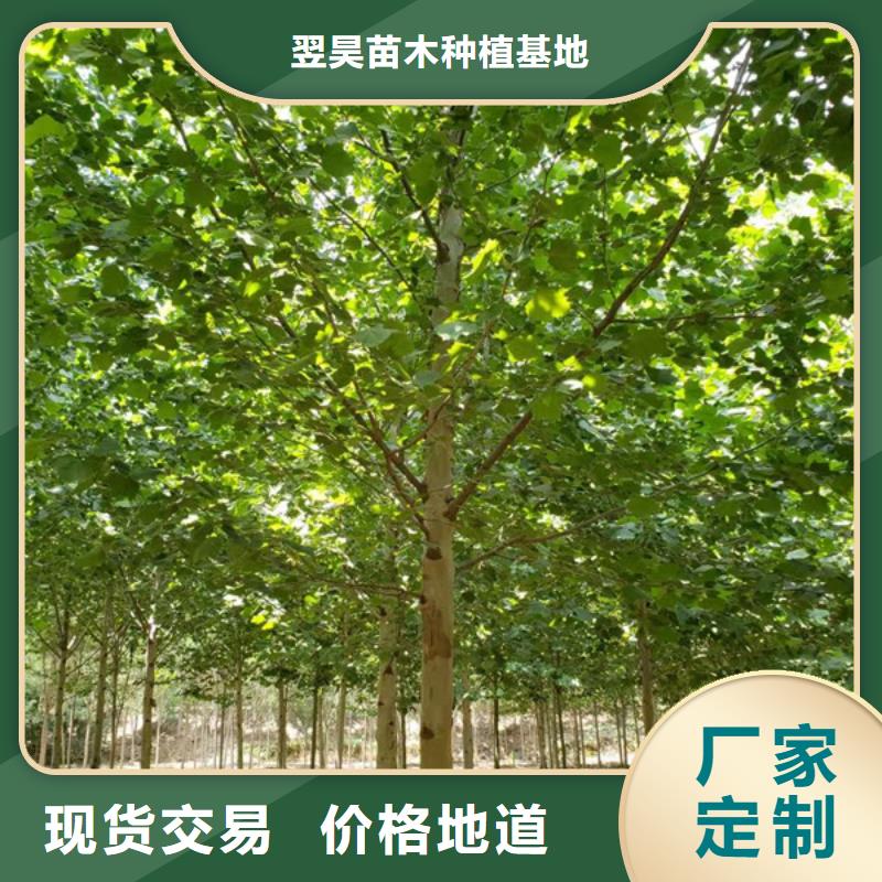 黄金槐-视频-盐边|米易|雅安|资阳|甘孜|成都|宜宾|德阳|眉山黄金槐您想要的我们都有-翌昊苗木种植基地(攀枝花市分公司)