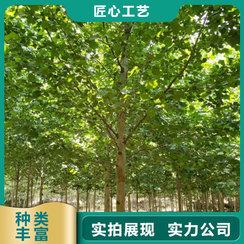 法桐秋紫白蜡专业生产N年