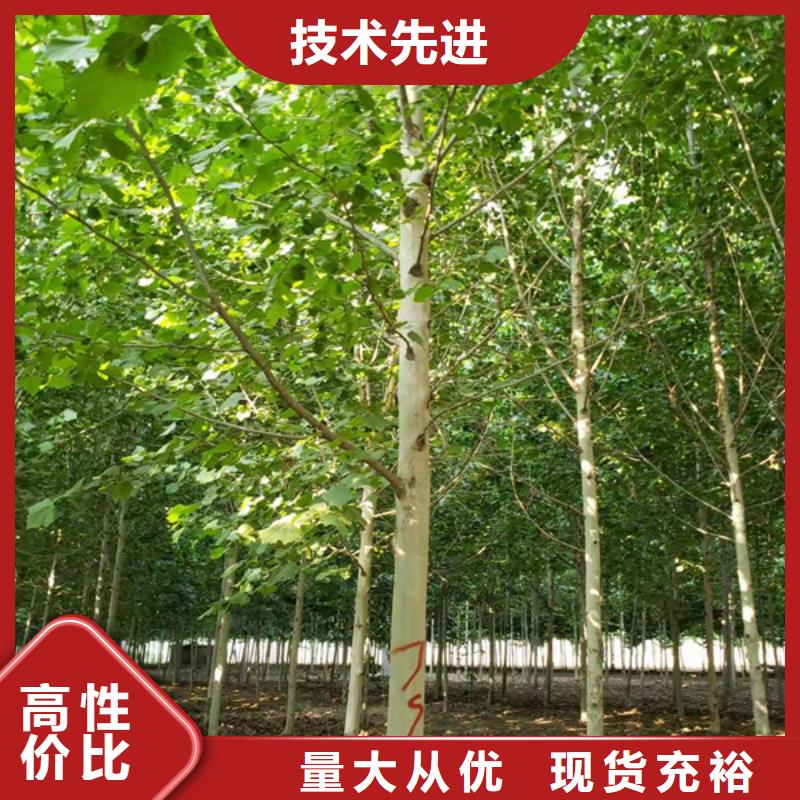 法桐 炫丽海棠一站式供应