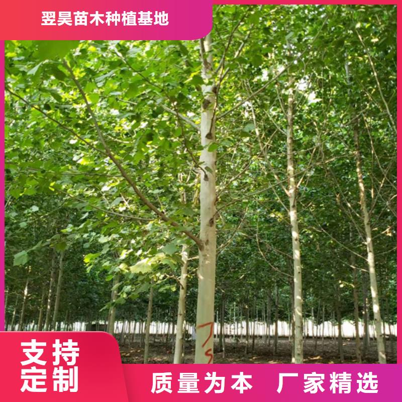 法桐五角枫全新升级品质保障