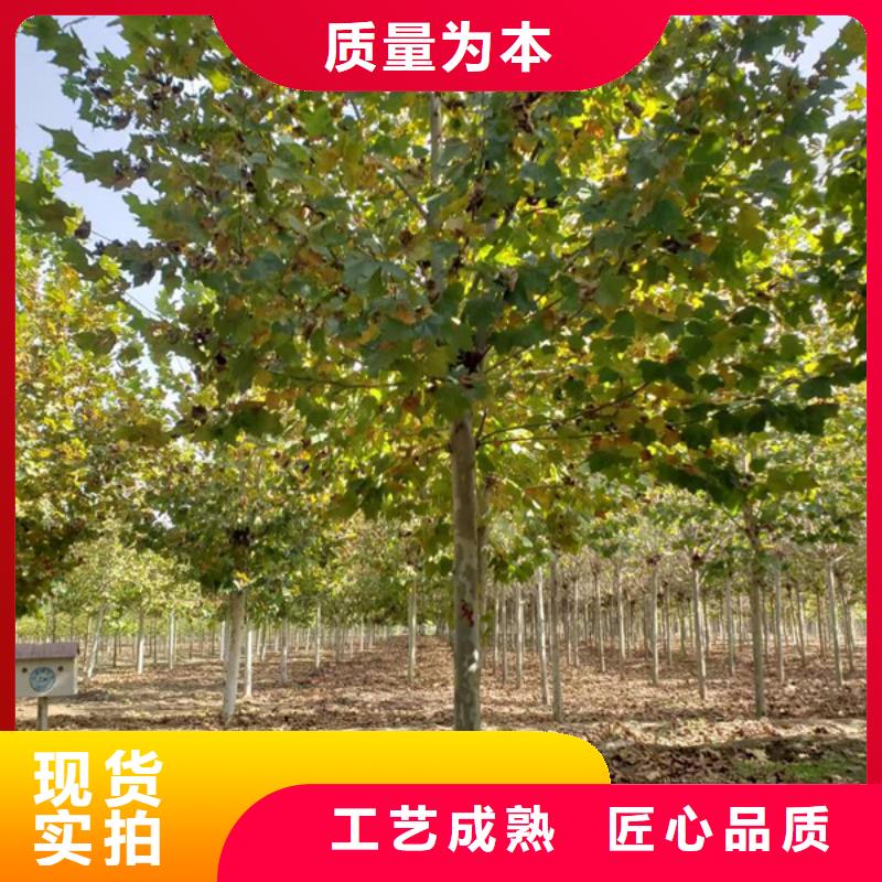 法桐_原生冠法桐大量现货供应