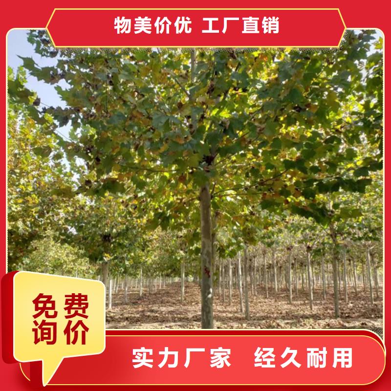法桐价格种植基地法桐