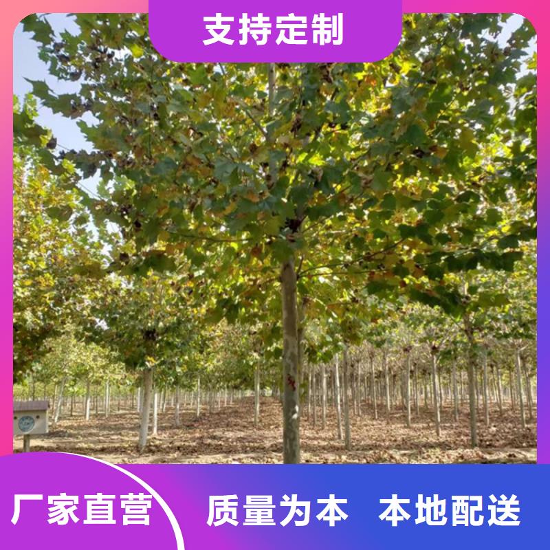 22公分法桐价格放心选择法桐