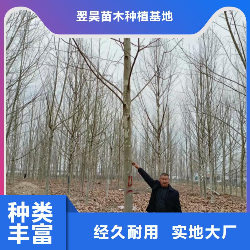 法桐,金叶槐工厂现货供应