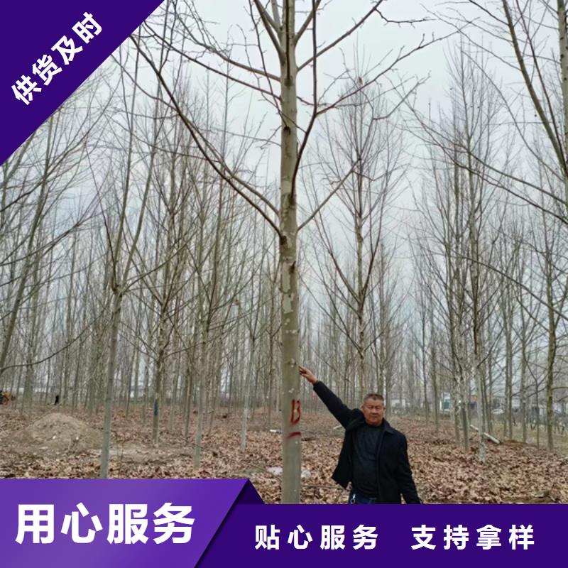 法桐_五角枫供应商