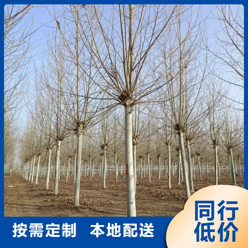 法桐,秋紫白蜡用心服务