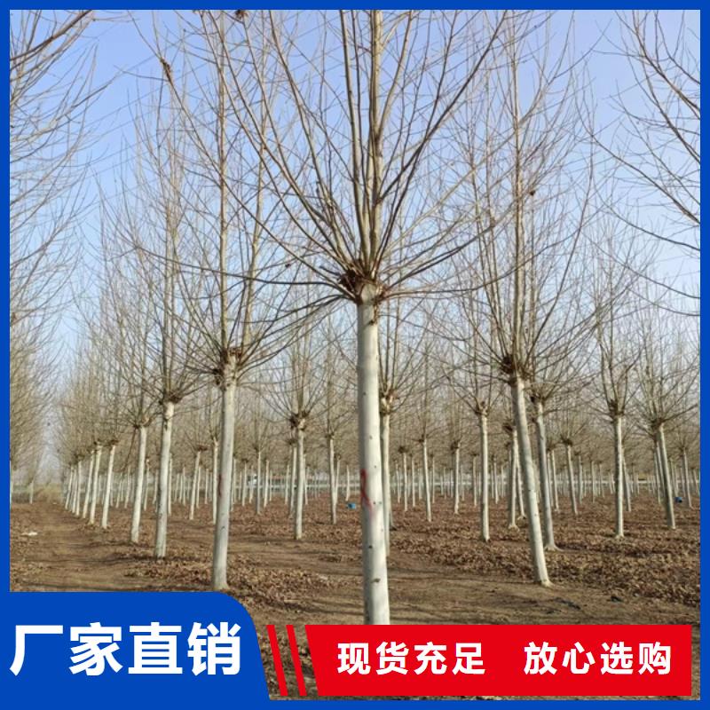 法桐 黄金槐匠心打造