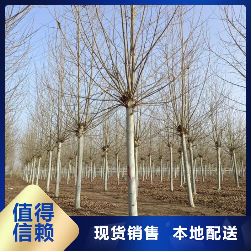 法桐美国红枫热销产品