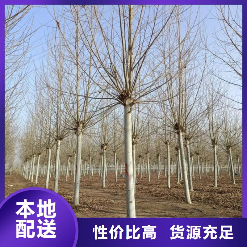 法桐秋紫白蜡专业生产N年