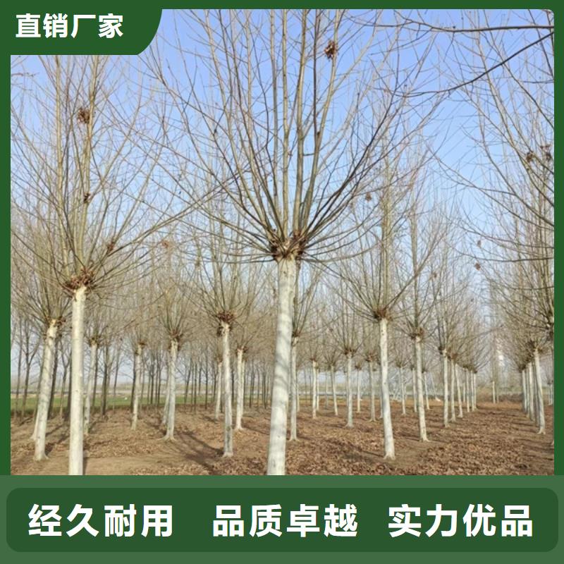 法桐树种植基地法桐