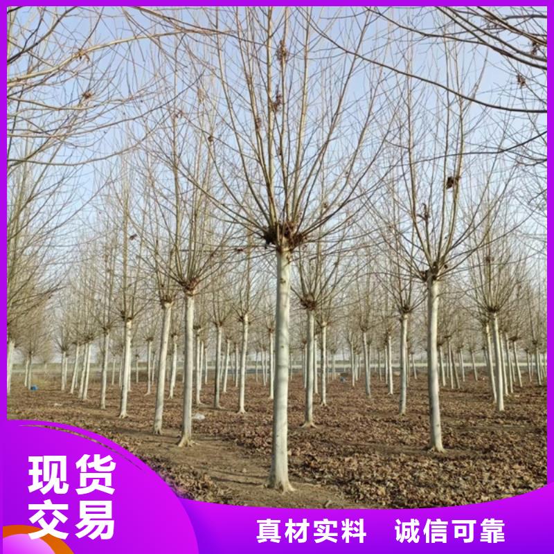 法桐白蜡省心又省钱
