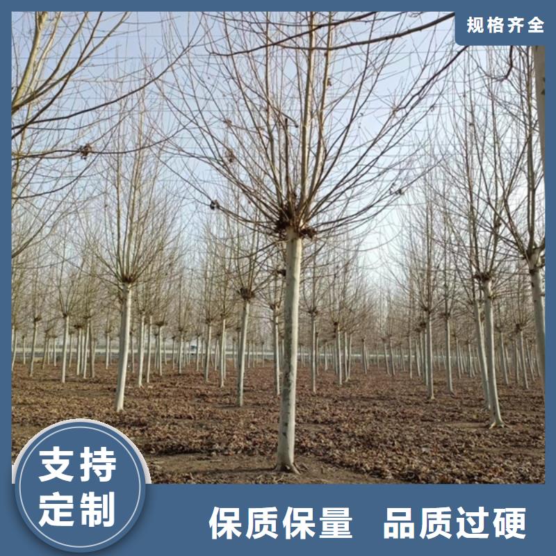  法桐拥有多家成功案例