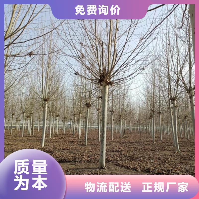 法桐-美国红枫实力厂家直销